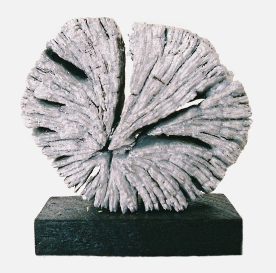 Urchin